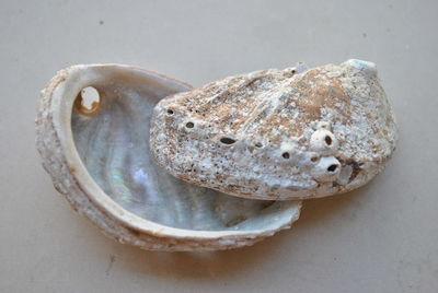 Close-up of seashell