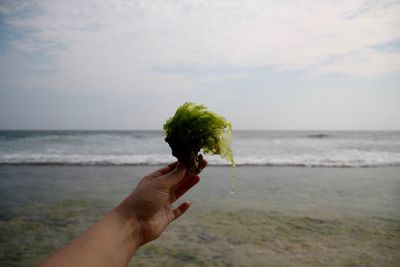 Close-up of hand holding seaweed at beach