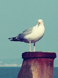 Close-up of seagull perching against sky