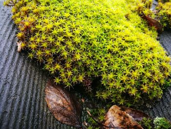 High angle view of plants in water