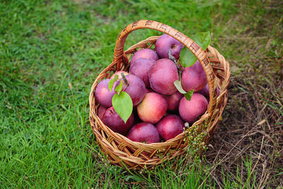 Ripe red apples in a basket outdoor