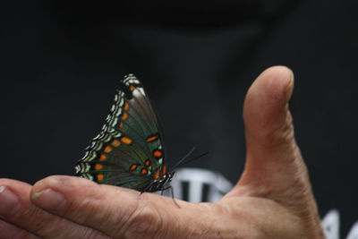 Close-up of butterfly on hand against black background