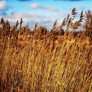 Close-up of wheat growing on field against sky