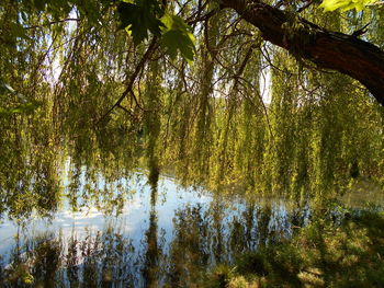 Trees growing on a tree