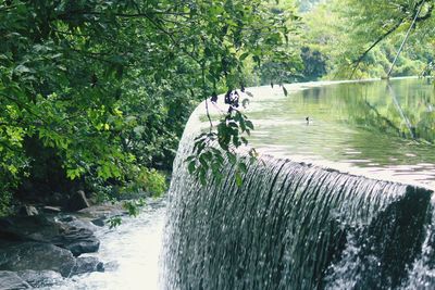 Scenic view of lake in forest