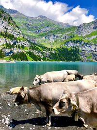 Cows on oeschinensee in switzerland