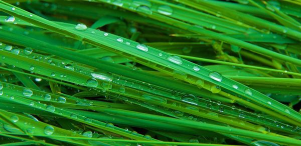 Full frame shot of wet plants