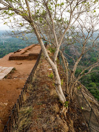 View of trees in forest