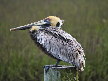 Close-up of bird perching on wooden post