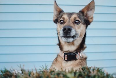 Close-up portrait of dog looking at camera