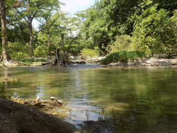 View of river in forest