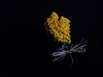 Close-up of lamp over black background