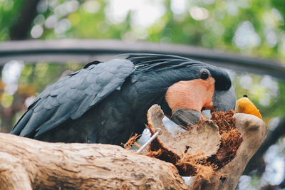 Close-up of bird perching on a tree