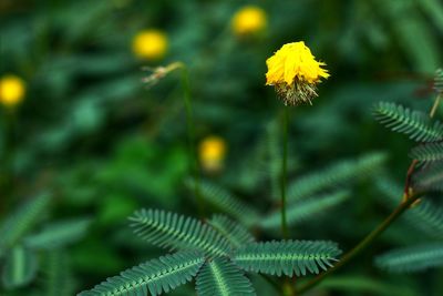 Close-up of yellow flowering plant