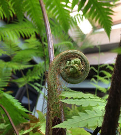 Close-up of leaves on plant