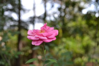 Close-up of pink flower blooming outdoors