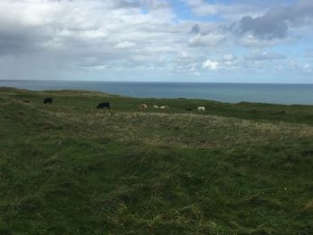 Sheep grazing on grassy field