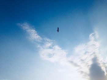 Low angle view of bird flying in sky