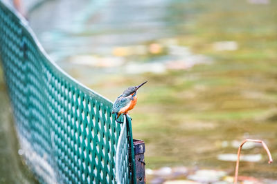 Close-up of kingfisher on fencing