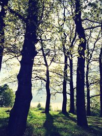 Trees in forest