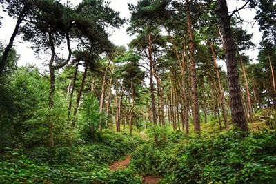 Trees in forest