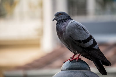 Close-up of bird perching on railing