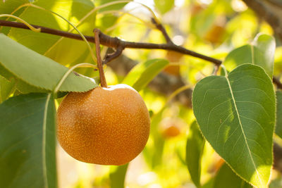 Close-up of fruit growing on tree