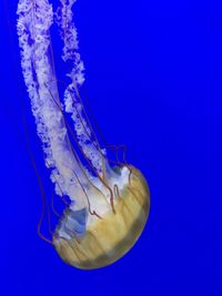 Close-up of jellyfish against blue background