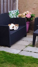 Dog with cat on plants