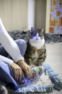 Cat sitting on floor at home