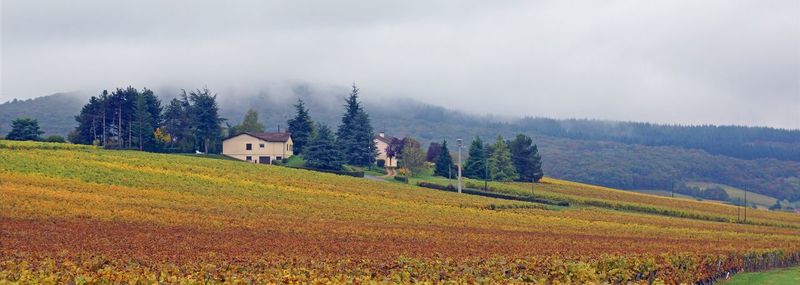 Scenic view of agricultural field against sky