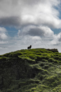 Bird perching on grass against sky