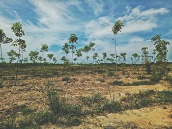 Plants growing on land against sky