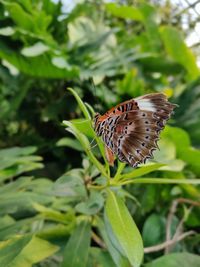 Butterfly pollinating flower