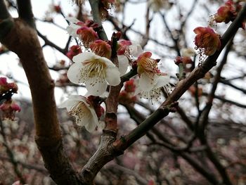 Close-up of cherry blossoms