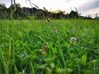 Close-up of flowering plants on field