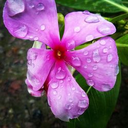 Close-up of water drops on pink flower