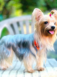 Close-up of a dog looking away