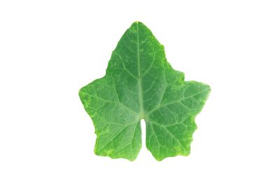 Close-up of leaf against white background