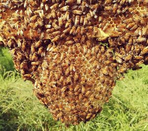 Close-up of bee on rock