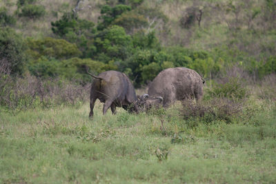 Elephant in a meadow