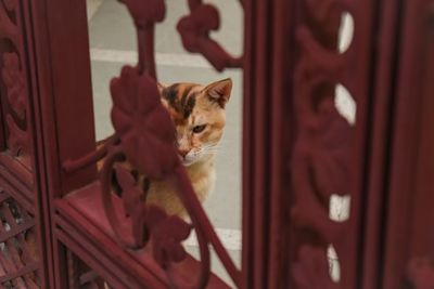 Close-up of a cat with closed door