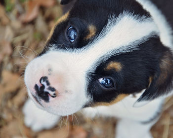 Close-up portrait of a dog