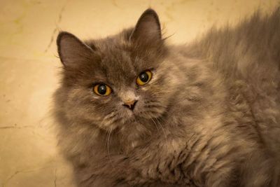 Close-up portrait of cat