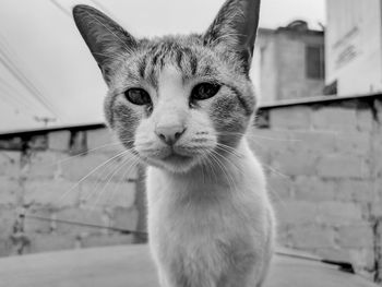 Close-up portrait of a cat