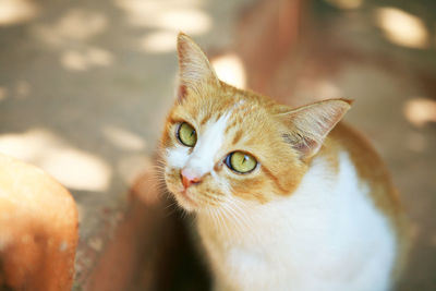 Close-up portrait of kitten