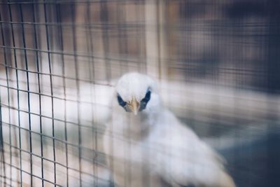 Close-up of bird in cage