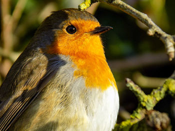 Close-up of bird perching outdoors