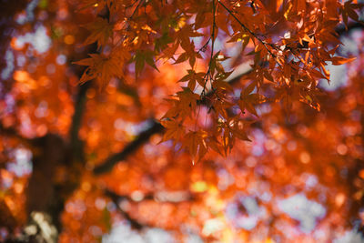 Close-up of maple leaves on tree