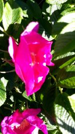 Close-up of pink iris blooming outdoors